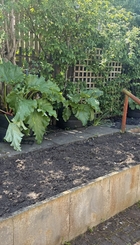 The east side of PEP's community garden