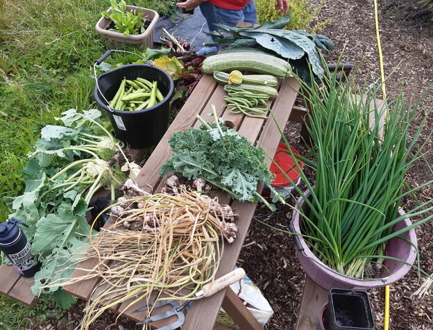 Weekly veg harvest.jpg