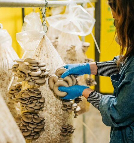 Harvesting Oyster mushrooms at our farm.