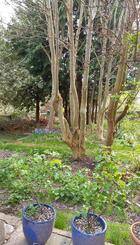 Self Seeded Wooded Area for Orchard