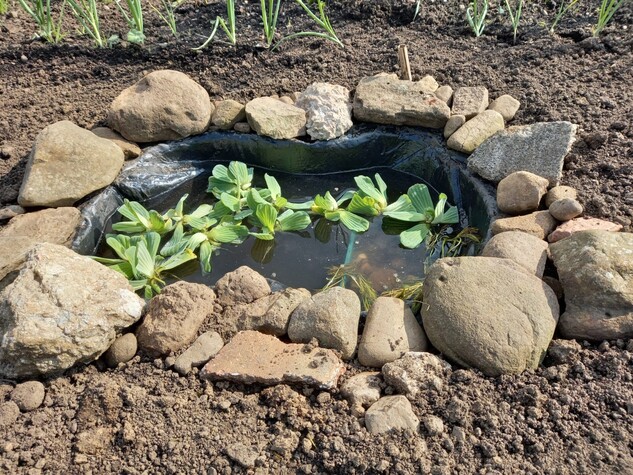 The Pond awaiting wildlife at Bridgend