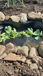 The Pond awaiting wildlife at Bridgend