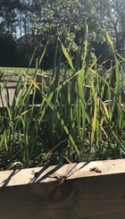 IMG_6395.jpeg