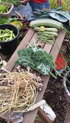 Weekly veg harvest.jpg